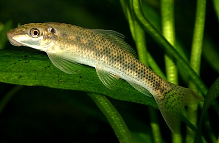 GYRINOCHEILUS AYMONIERI